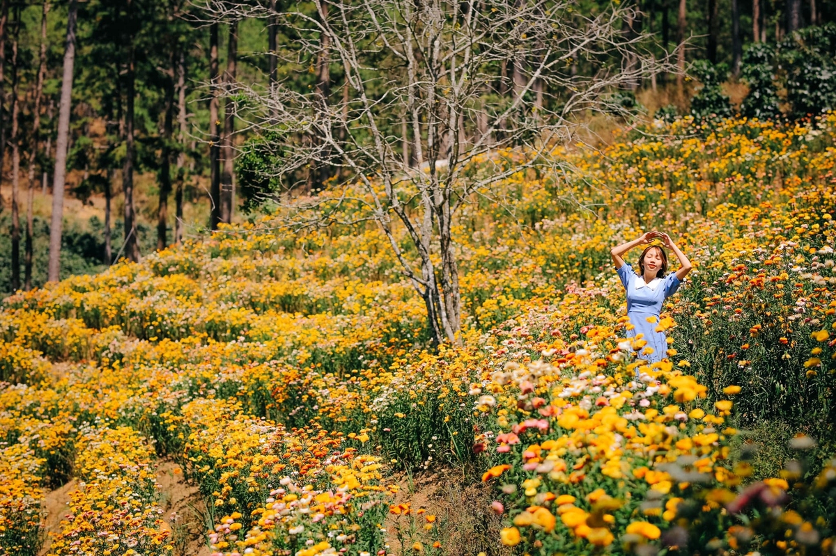 Cánh đồng hoa bất tử